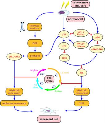 The interaction between cellular senescence and chronic kidney disease as a therapeutic opportunity